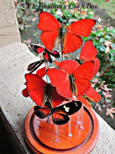How-to-make-a-real-butterfly-glass-dome-art real butterfly, butterflies, glass dome, butterfly art, butterflies art, butterfly collection, butterfly gifts, acrylic tube, moss, moth crystals