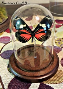 How to make a real butterfly terrarium in glass dome real butterfly, butterflies, glass dome, butterfly art, butterflies art, butterfly collection, butterfly gifts, acrylic tube, moss, moth crystals